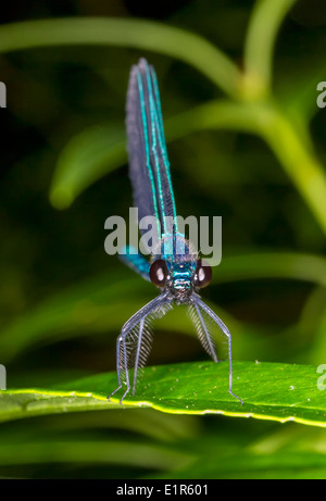 Ebony jewelwing damsefly (Calopteryx maculata) maschio, Georgia, USA. Foto Stock