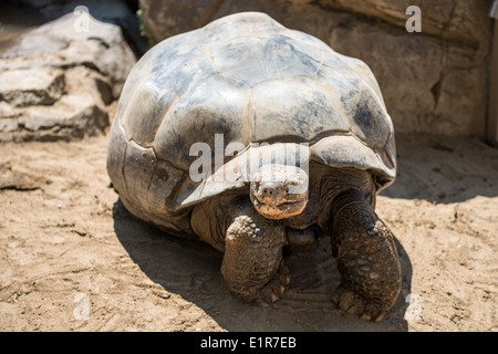 Galapagos tartaruga gigante Foto Stock