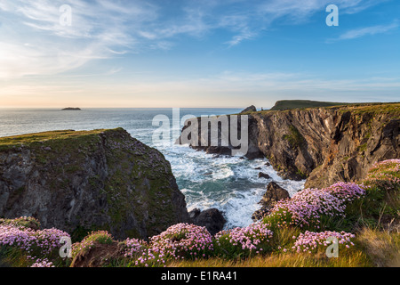 Grumi di mare la parsimonia (Armeria maritima) cresce sulle ripide scogliere a Pencarrow Cove vicino a Padstow in Cornovaglia Foto Stock