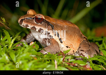 Foto di un smokey jungle frog Foto Stock