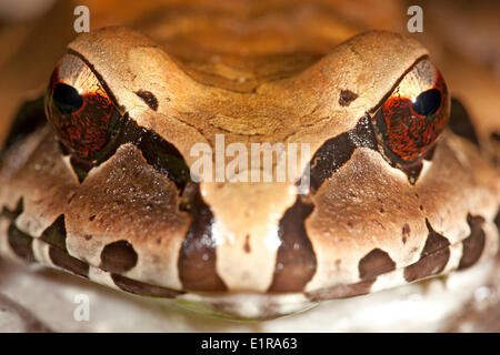 Close-up di un smokey jungle frog Foto Stock