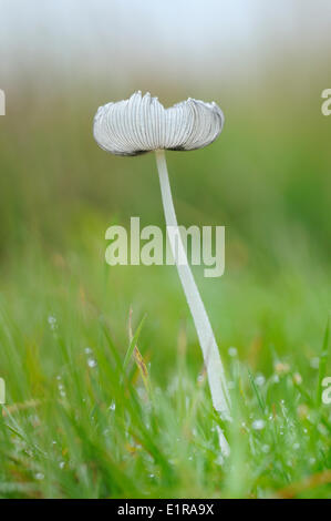 Harefoot funghicoltura sul lato della strada Foto Stock