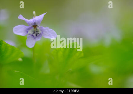 Fioritura precoce viola del cane Foto Stock