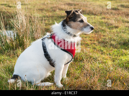 Lavorando Parson Jack Russell Terrier usura cablaggio rosso e la campana Foto Stock