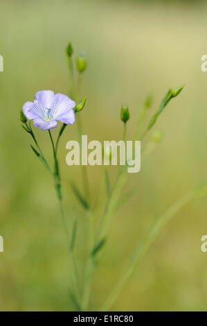 Lino di fioritura Foto Stock