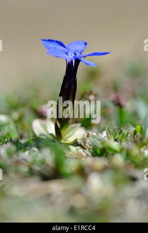 Molla di fioritura genziana sul prato alpino Foto Stock