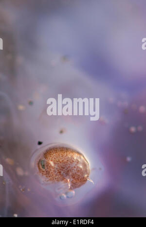 Hyperia galba o big eyed amphipod vivere sotto la campana di meduse vivono al di fuori della massa di meduse uova nonché il Foto Stock
