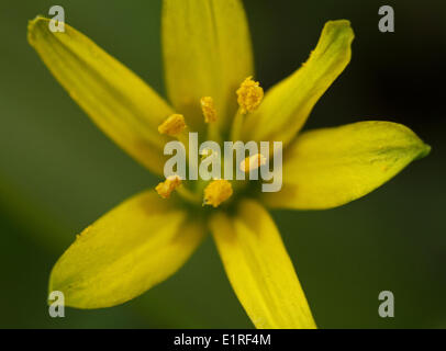Close up vista frontale del fiore Foto Stock