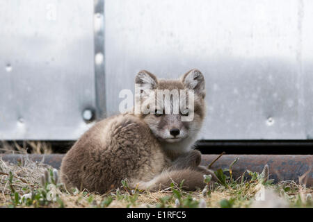 Arctic Fox den con cuccioli sotto un contenitore sulla tundra canadese. Foto Stock