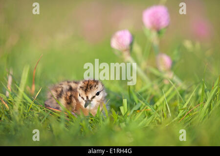 Foto di un giovane comune pulcino redshank tra erba Foto Stock