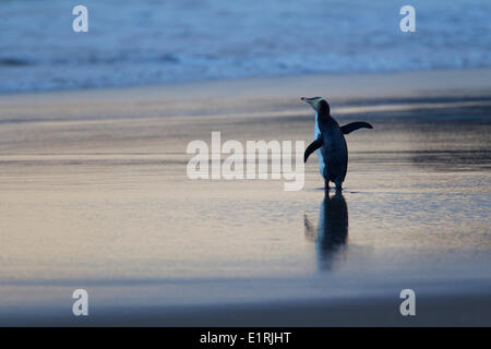 La maggior parte dei pinguini raro sulla terra, con solo 1800 coppie di allevamento a sinistra: il giallo-eyed Penguin, Hoiho, Mergadyptes antipodi, Foto Stock