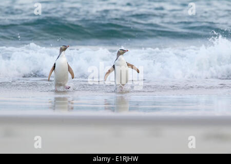 La maggior parte dei pinguini raro sulla terra, con solo 1800 coppie di allevamento a sinistra: il giallo-eyed Penguin, Hoiho, Mergadyptes antipodi, Foto Stock