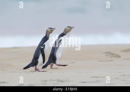 La maggior parte dei pinguini raro sulla terra, con solo 1800 coppie riproduttrici sinistra, il giallo-eyed Penguin, Hoiho, Mergadyptes antipodi, Foto Stock