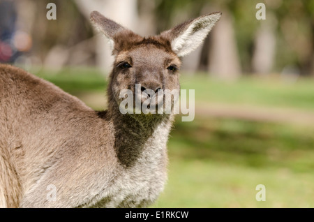 In Australia, in Sud Australia, Adelaide. Parco Naturale Cleland. Grigio occidentale Canguro (Macropus fuliginosus). Foto Stock