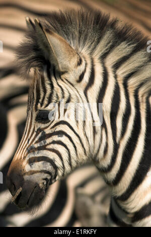 Immagine verticale della testa di un Burchells Zebra con esso's madre in background Foto Stock