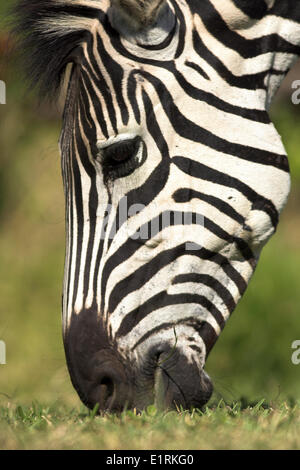 Immagine verticale della testa di un mangiare Burchells zebra Foto Stock