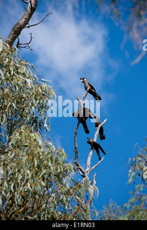 Australia, Australia occidentale, Perth, Parco Nazionale di Yanchep. Carnaby's Black-Cockatoo (WILD: Calyptorhynchus latirostris) Foto Stock