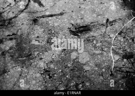 Crossett, Arkansas, Stati Uniti d'America. Xv Mar, 2013. Una patina di sostanze chimiche sia visibile su un laghetto in Crossett City Park in Crossett, Arkansas. © Nicolaus Czarnecki/ZUMAPRESS.com/Alamy Live News Foto Stock