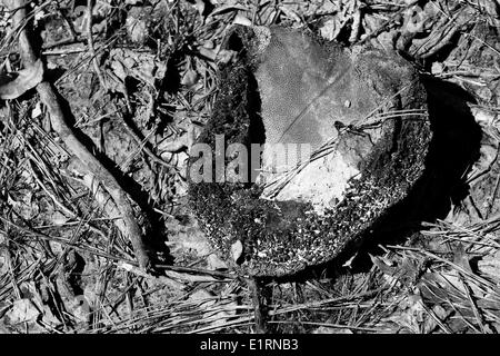 Crossett, Arkansas, Stati Uniti d'America. Xv Mar, 2013. Una sfera è trovato disintegrato accanto Georgia-Pacific carta e legno compensato di proprietà di piante in Crossett, Arkansas. © Nicolaus Czarnecki/ZUMAPRESS.com/Alamy Live News Foto Stock