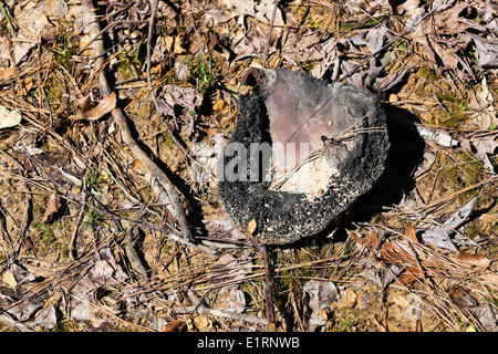 Crossett, Arkansas, Stati Uniti d'America. Xv Mar, 2013. Una sfera è trovato disintegrato accanto Georgia-Pacific carta e legno compensato in pianta Crossett, Arkansas. © Nicolaus Czarnecki/ZUMAPRESS.com/Alamy Live News Foto Stock