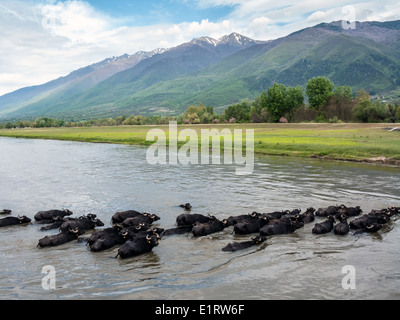 Buffaloes presso il lago di Kerkini area in Grecia Foto Stock