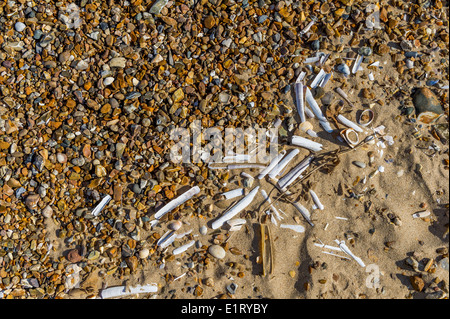 Sabbia, ciottoli e conchiglie lavato fino sulla linea di marea. Foto Stock