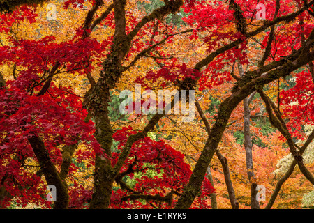 Giapponese di alberi di acero in autunno il colore in giapponese Garden-Butchart giardini, Victoria, British Columbia, Camada. Foto Stock