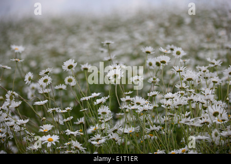 Un campo di margherite Oxeye, Leucanthemum vulgare Foto Stock