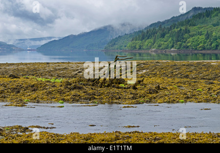 Loch Long Scozia litorale Foto Stock