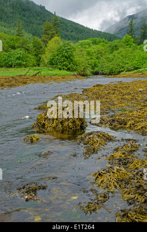 Scottish ruscello di montagna loch long Foto Stock