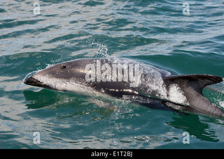 African Dusky dolphin (Lagenorhynchus obscurus obscurus), affiorante vicino a Walvis Bay, Namibia. Foto Stock