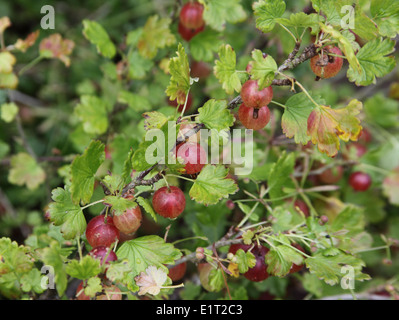 Ribes uva-crispa "Hino Maki' uva spina Frutti sulla boccola Foto Stock