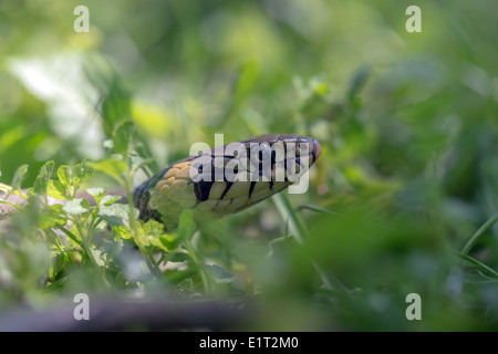 Ritratto di serpente su erba verde sullo sfondo Foto Stock