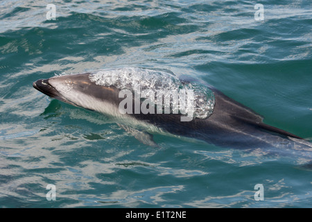 African Dusky dolphin (Lagenorhynchus obscurus obscurus), affiorante vicino a Walvis Bay, Namibia. Foto Stock