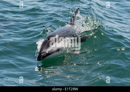 African Dusky dolphin (Lagenorhynchus obscurus obscurus), affiorante vicino a Walvis Bay, Namibia. Foto Stock