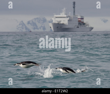 Pinguini Chinstrap (Pygoscelis antarcticus) porpoising davanti Expedition nave. Half Moon Island, a sud le isole Shetland. Foto Stock