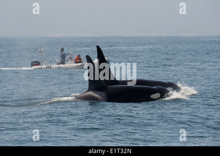 Due transitori maschio/Biggs Orche/Orca (Orcinus orca). Affiorante nella parte anteriore della barca per fare whale watching, Monterey, Oceano Pacifico. Foto Stock