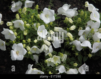 Campanula carpatica Bressingham " bianchi " close up di fiori Foto Stock