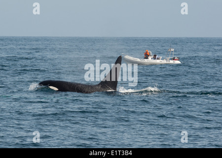 Transitorio maschio/Biggs Killer Whale/Orca (Orcinus orca). Affiorante nella parte anteriore della barca per fare whale watching, Monterey, Oceano Pacifico. Foto Stock