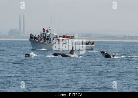 Transient/Biggs Killer Whale/Orca (Orcinus orca). Affiorante nella parte anteriore del punto Sur Clipper, Monterey, California, Oceano Pacifico. Foto Stock