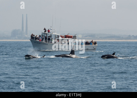 Transient/Biggs Killer Whale/Orca (Orcinus orca). Affiorante nella parte anteriore del punto Sur Clipper, Monterey, California, Oceano Pacifico. Foto Stock