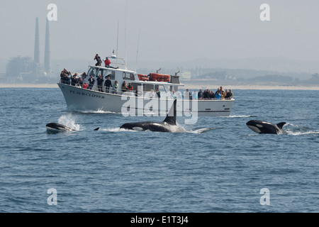 Transient/Biggs Killer Whale/Orca (Orcinus orca). Affiorante nella parte anteriore del punto Sur Clipper, Monterey, California, Oceano Pacifico. Foto Stock