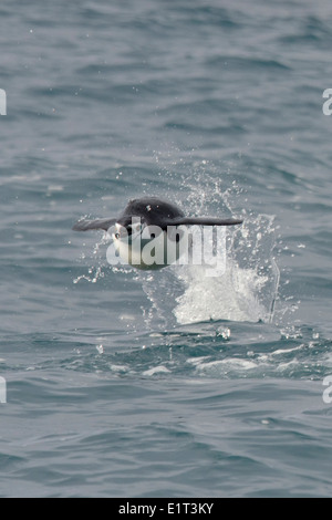 Pinguini Chinstrap (Pygoscelis antarcticus porpoising). Half Moon Island, a sud le isole Shetland. Foto Stock