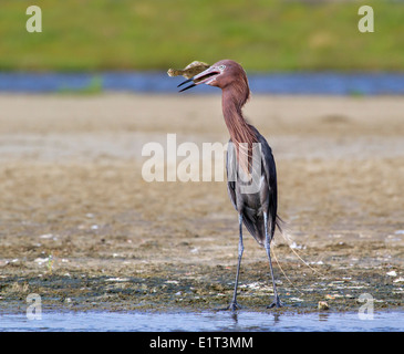 Reddish garzetta (Egretta rufescens) mangiando una mattina di cattura - una passera pianuzza, Galveston, Texas, Stati Uniti d'America. Foto Stock