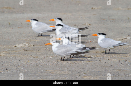 Un gruppo di sterne reali (Thalasseus maximus) sulla costa di Galveston, Texas, USA Foto Stock