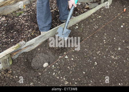 La semina delle patate passo 5 compilare il piantare il foro con del terreno dal foro successivo Foto Stock