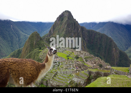 Llama a Machu Picchu, Perù Foto Stock