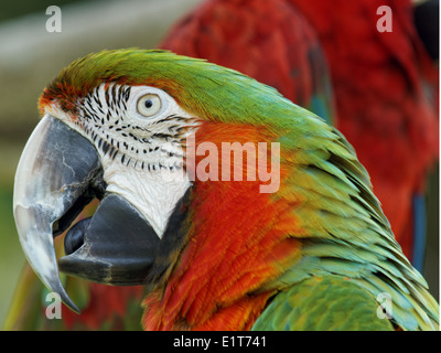 Un estremo dettaglio di un Arlecchino Macaw nel profilo Foto Stock