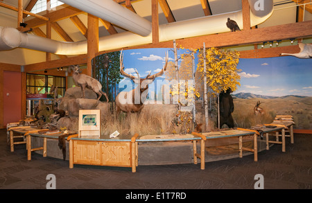 Montana, Missoula, Rocky Mountain Elk Foundation, Elk Paese Visitor Center, Habitat Diorama Foto Stock