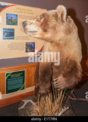 Rocky Mountain Elk Foundation, Elk Paese Visitor Center, femmina Kodiak l'orso bruno (Ursus arctos mittendorfii) Foto Stock